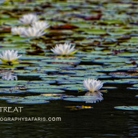 ZenPhotography_0039